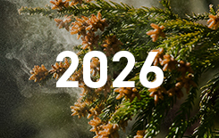 2025年 花粉症特集