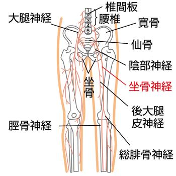 坐骨（ざこつ）中野 パチスロ痛