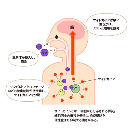 サイトカインが脳に働きかけ、ノンレム睡眠を誘発