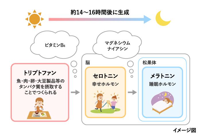 睡眠に必要なセロトニンやメラトニンの合成や代謝に関わるビタミンB6、マグネシウム、ナイアシン