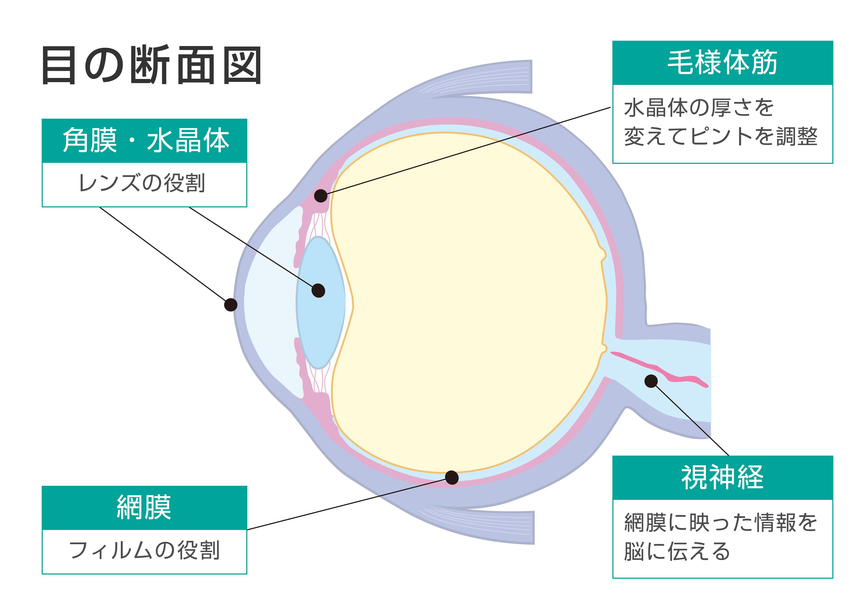 目の断面図