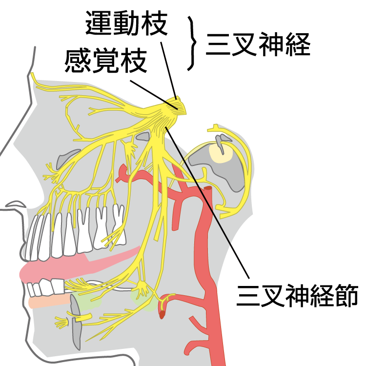 痛みが三叉中野 パチスロ痛かどうかを確かめる方法